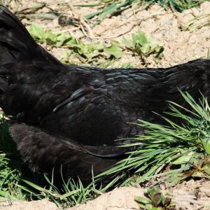 old black azerbaijan breed

marandi

Rare Breed Poultry
Azerbaijan breeds