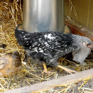 Marilyn, a 6 week old Barred Plymouth Rock hen.