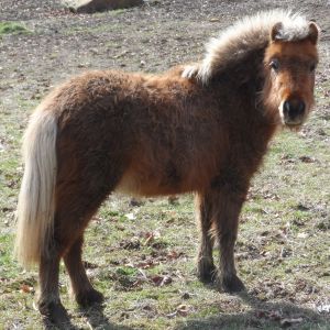 Our other Mini Horse,  Winnie