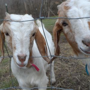 Our boer goats, Jack and Jill