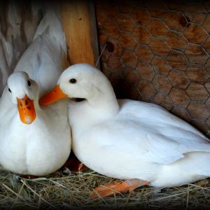 Our pair of White Call Ducks