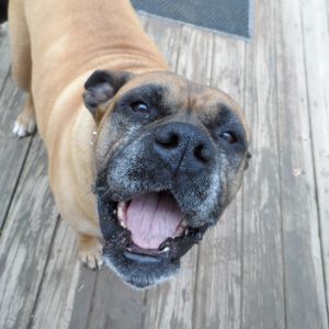 lol..Our oldest baby, 11 yr. old Dixie, Bull Mastiff/Boxer mix