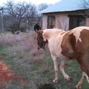 Duce! My 2 year old colt.