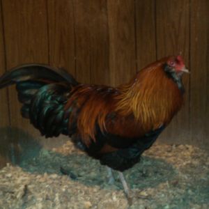 A wheaten Ameraucana rooster I especially like. He's yet to be named.