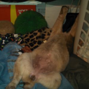 My baby girl Phoenix(: