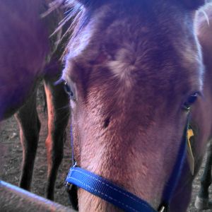 A pretty baby at the auction