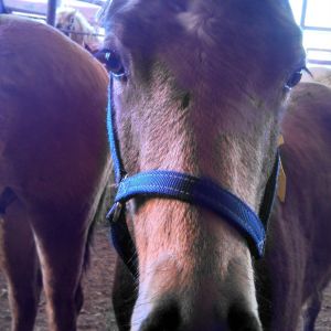 A pretty baby at the auction