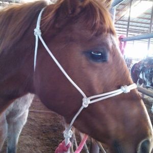 A poor horse with the corners of it's mouth raw :(