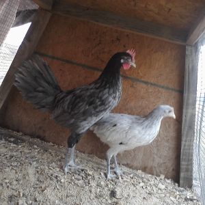 Bigfoot and Screamer as babies.. sadly Screamer has passed away but we still have Bigfoot! His feet are huge now.