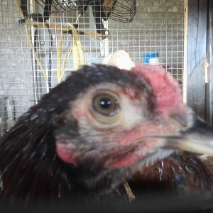 My first Araucana chick, Mellow Fellow. He is sadly passed on now. R.I.P.