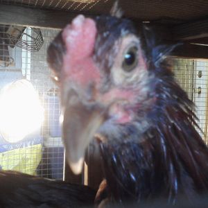 My Mellow Fellow again