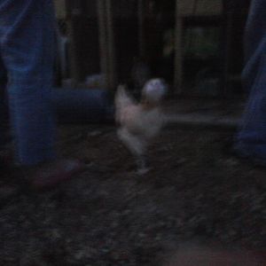 A chicken!