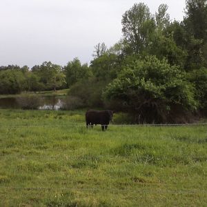 The neighbor's bull. He was going all like come at me bro, 'cept he was guna come at ME.