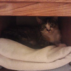 My cat! Or.. she used to be. We had to give her away. :'(