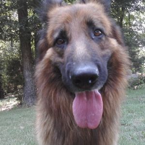 A friend's German Shepherd.