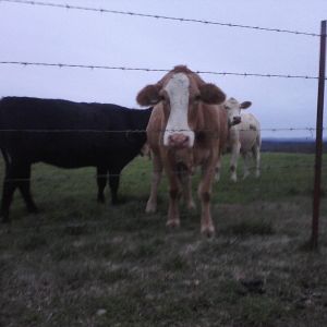 A droopy looking cow that lived next door.