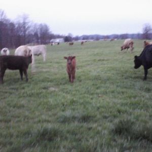 baby cow(: