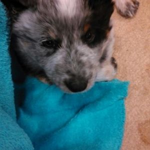 Smoky when he was younger