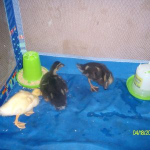 the yellow on is nugget, the biggther one is ducky, and the other one is mucky. this is where they stay in.