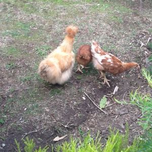 their first scratch around outside their hutch