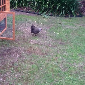 Henrietta - the pesky uncatchable chicken :/