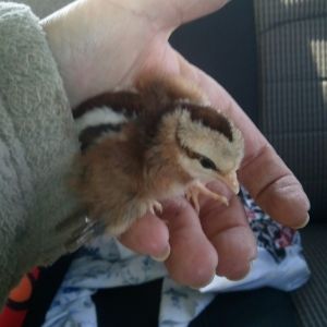 Looks like a chipmunk ha ha !