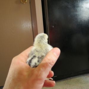 under a week old