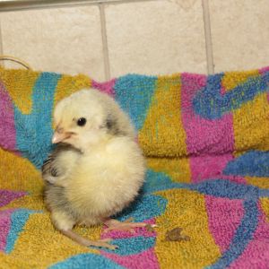 just over a week old