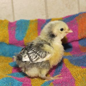 just over a week old