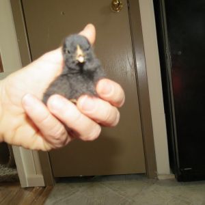 under a week old