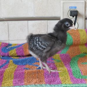 just over a week old