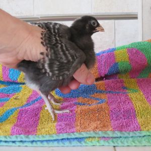 just over a week old