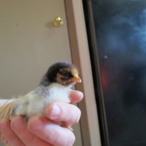 under a week old