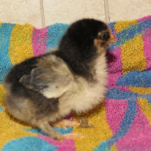 just over a week old