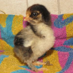 just over a week old