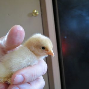 under 1 week old