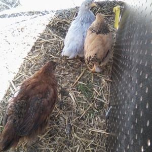 Our babies hanging out in the playpen. We discovered that they are all bantams (well the 2 on top for sure, the dark red one should be - but is an unknown) so they will be re-homed eventually. I prefer the standards...