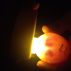 embryos 10 days old