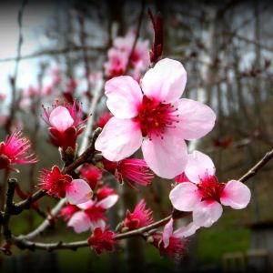 Peach Tree Blooms