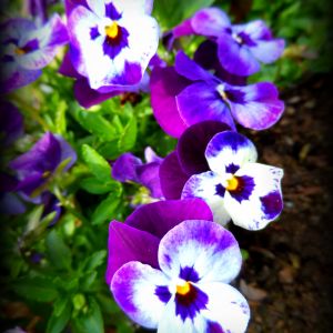 This flower came up by itself last fall & lived all winter, thru snow and hard frost
