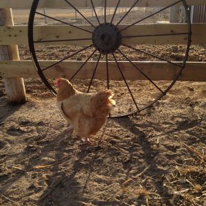 Buff Orpington out for an early-evening stroll around the farm.