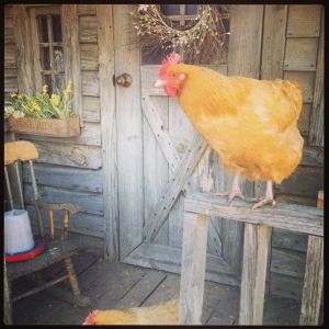 Buff Orpingtons on the front porch of their coop.