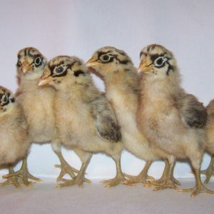 Sicilian Buttercup chicks.