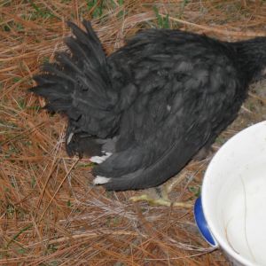 This is one of my bantum roosters.  I realized I have two of them.  I named this on Jack.  He has just finished his morning treat of mash, warm water with bread.  He has turned out to  be quite the boss.  He started crowing at 7 weeks.  He is now 8 week.
