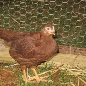 This little one is my favorite hen.  She is so friendly.  Every time she sees me coming she runs to the fence to greet me.