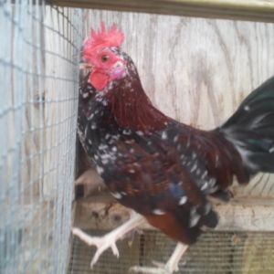 OLD ENGLISH SPANGLED