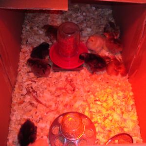They'll be moving into a much bigger brooder next week.