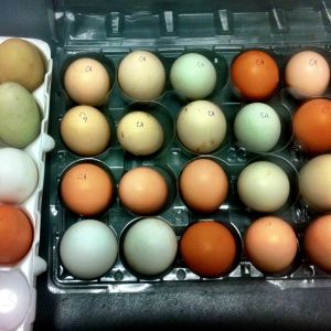 The "Barnyard Mix" of eggs that we're setting!  Some of them were shipped from California, and the rest were picked up locally!