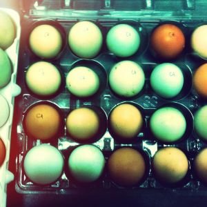 We're setting 30 eggs!