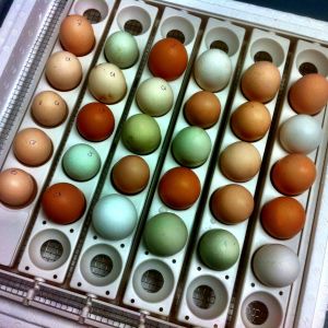 Look at these lovelies!  We can't wait to see who hatches out!  :)